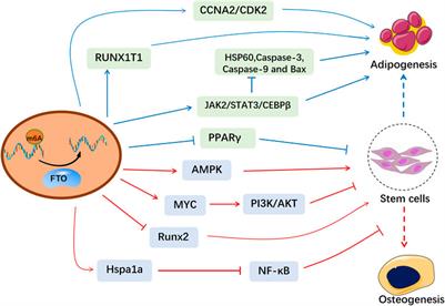 m6A demethylase FTO and osteoporosis: potential therapeutic interventions